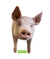 Pink Vegan Sticker by GreenpeaceDeutschland