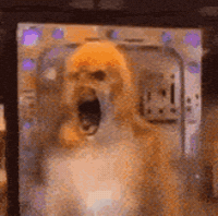 Tweak Out Wet Dog GIF