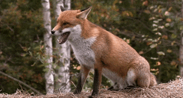 red fox GIF by Head Like an Orange