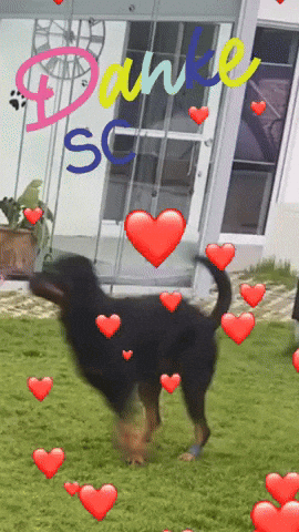 Dog Love GIF
