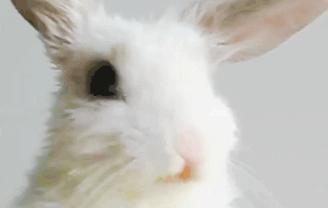 baby animal bunny GIF