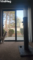 Otto the Cat Climbs up Screen Door
