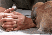 bunny GIF