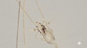 hair lice GIF by PBS Digital Studios