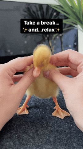 cuteanimalland giphyupload GIF