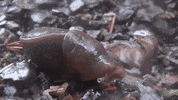 historyuk alone slug GIF
