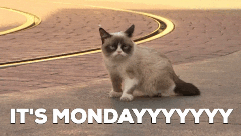 Video gif. Grumpy cat is standing in the middle of a driveway and it looks away from us, blinking slowly. They suddenly screech out of the blue and the text reads, "It's Mondayyyyyyy."