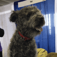 GIF by Westminster Kennel Club