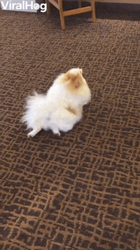 Dog Funny Animals GIF by ViralHog