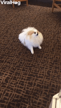 Dog Funny Animals GIF by ViralHog