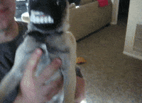 Afv GIF by America's Funniest Home Videos