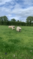 Adorably Fluffy Sheep Are Nuts About Ginger Biscuits