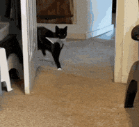 Transgender Day Of Visibility Cat GIF