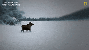 Nat Geo Snow GIF by National Geographic Channel
