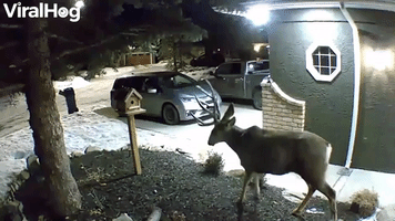 Deer Drops An Antler