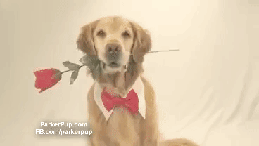 golden retriever dog GIF