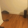 cat GIF by The Videobook