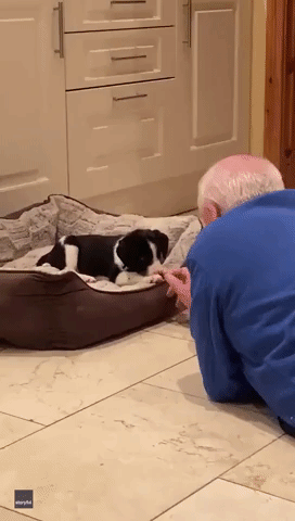 Dad Who 'Didn't Want' Dog Lovingly Sings to Collie Pup