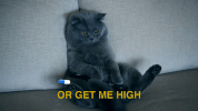 season 8 ifc GIF by Portlandia