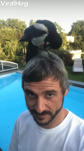 Trusting Magpie Stands on Man's Head