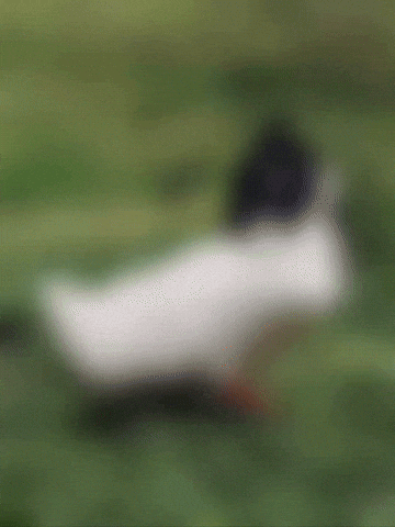 Cat GIF