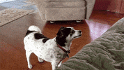 GIF by AFV Epic Fails