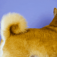 drinkmakku polaroid ramen spraycan makgeolli GIF