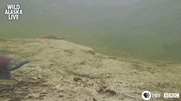 bbc one fish GIF by BBC