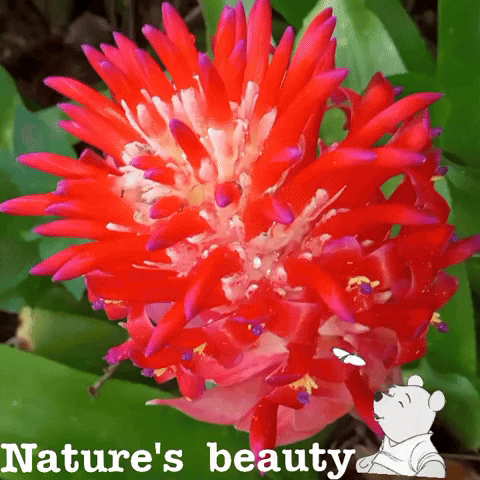 FreeSpiritedHippie giphyattribution flowers jh jaci GIF