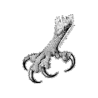 Birds Of Prey Bird Sticker by The Wild Curiosity