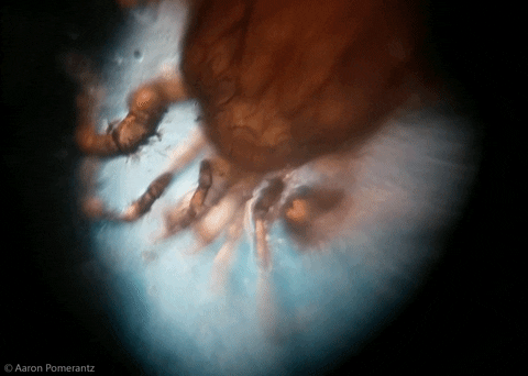 mite foldscope GIF