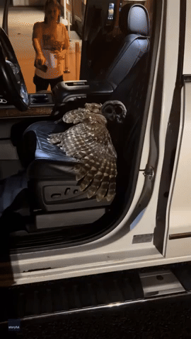 Owl Crash-Lands Inside Moving Truck After Flying Through Open Window