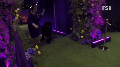 Westminster Dog Show Winner GIF by Westminster Kennel Club