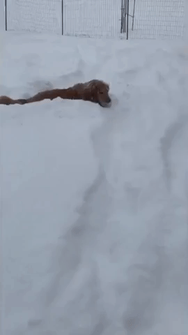 Dogs Frolic in Record-Breaking Snowfall in Buffalo