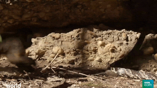 natural world snake GIF by BBC Earth