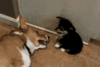 Awkward Dog GIF