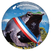 Darwins Frog Chile Sticker by Ranita de Darwin ONG