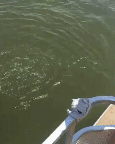 croc GIF