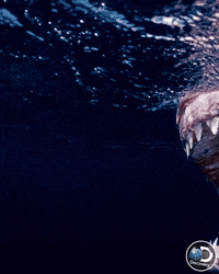 GIF by Shark Week