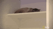 nat geo wild yukon vet GIF by Dr. Oakley, Yukon Vet