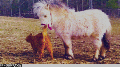 cat pony GIF by Cheezburger