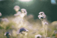 Loop Flowers GIF by subtlestrokes