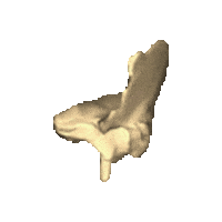 bone STICKER