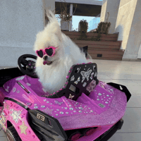 hilariadulcinea mood dogs adorable lifestyle GIF