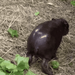 Pygmy Hippo Dance GIF by John Ball Zoo