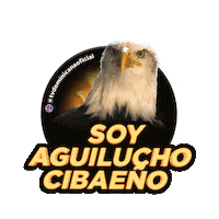 Baseball Republicadominicana Sticker by Television Dominicana