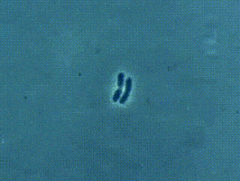 mitosis science gif GIF
