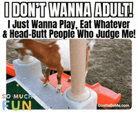 Goat Parkour GIF by Goatta Be Me Goats! Adventures of Java, Toffee, Pumpkin and Cookie!