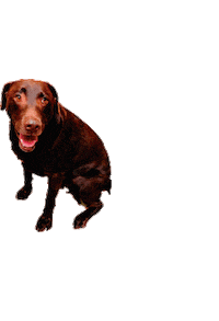 Sticker by El Jardin de Rocco