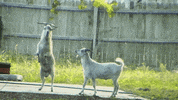 GIF by Party Down South